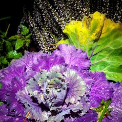 Close-up of purple flowering plant