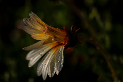 Close-up of wet flower