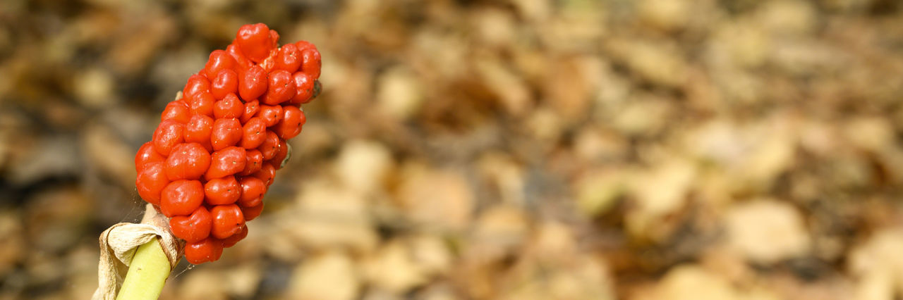 CLOSE-UP OF RED BERRIES ON PLANT