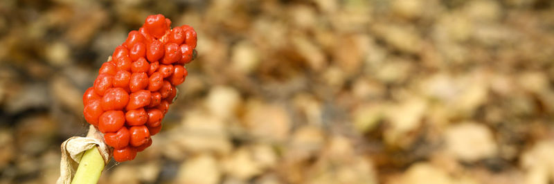 Close-up of red berries on field