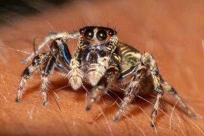 Close-up of spider