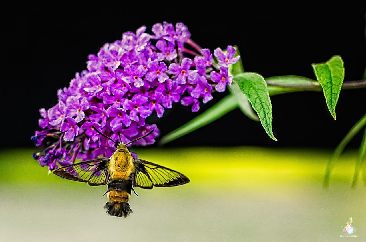 Hummingbird moth