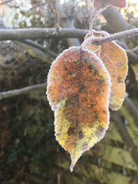 Close-up of fruit hanging on tree