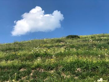 Scenic view of grassy field against sky