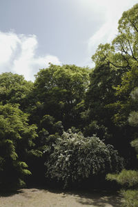 Trees in forest against sky