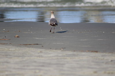 Seagull perching on a beach