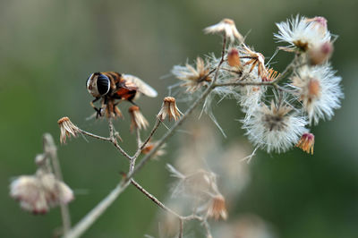 Close-up of insect on flower