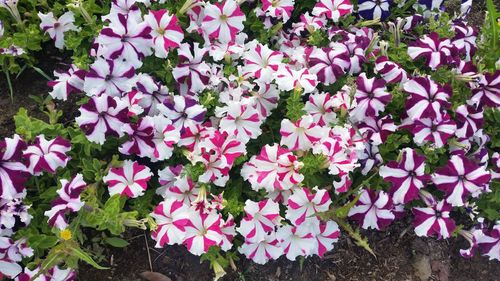 Pink flowers blooming outdoors