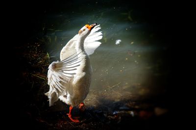 View of bird in lake