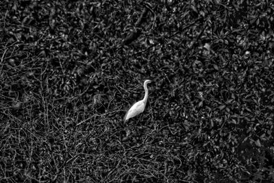 View of bird on field