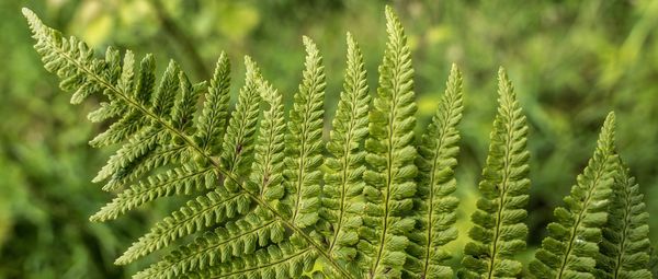 Close-up of fern