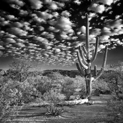 Cactus growing on landscape against sky