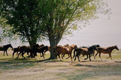 Horses on grass against sky