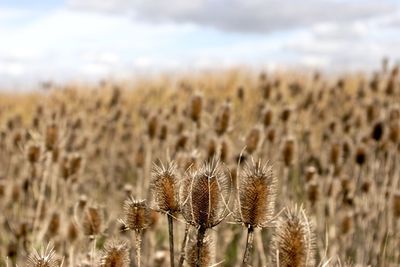 Close-up of wilted flower on field against sky