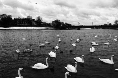 Swans swimming in lake against sky