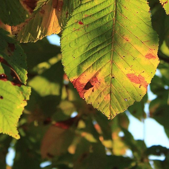 CLOSE-UP OF MAPLE LEAVES ON BRANCH