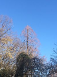 Low angle view of bare trees against clear blue sky