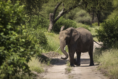 View of elephant walking on road