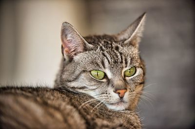 Close-up portrait of tabby cat