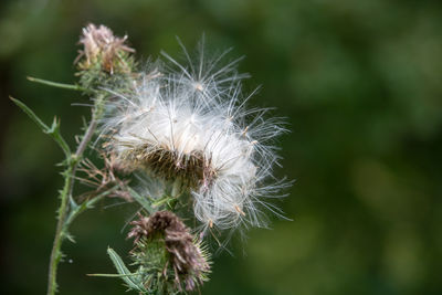 Close-up of dandelion against blurred background