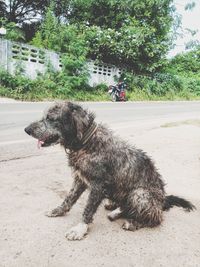 View of dog on street