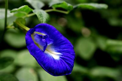 Close-up of purple blue flower