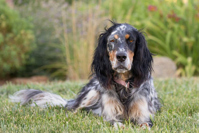 Dog looking away on field