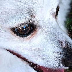 Close-up portrait of dog