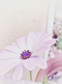 Close-up of flower blooming outdoors