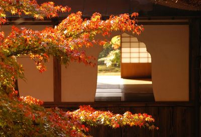 Back lit autumn leaves and bell shaped window of japanese temple