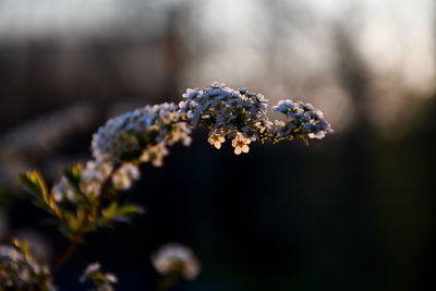 Close-up of snow on plant
