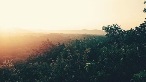 High angle of trees on hill at sunset