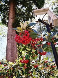 Low angle view of red flowering plants against trees