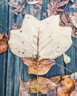 High angle view of maple leaves fallen on leaf