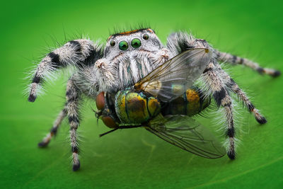 Close-up of spider and fly on leaf