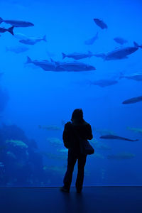 View of fishes swimming in sea