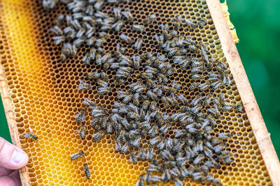 Close-up of bee on hand