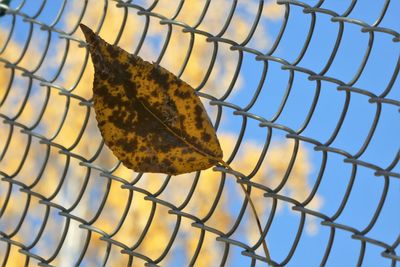 Low angle view of chainlink fence against sky