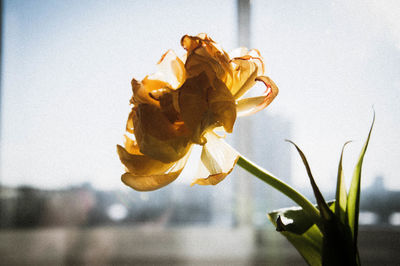 Close-up of wilted rose