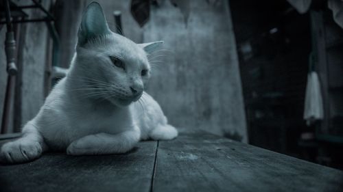 Close-up of cat sitting on floor