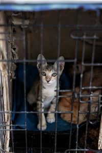 Portrait of cat in cage