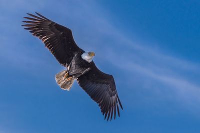 Low angle view of eagle flying against clear blue sky