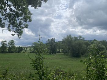 Trees on field against sky