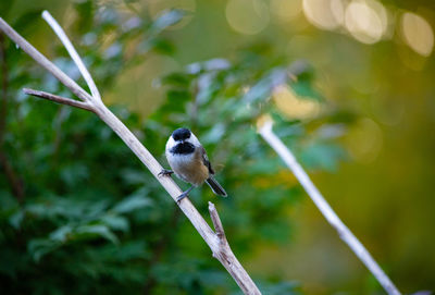 Close-up of bird perching on branch
