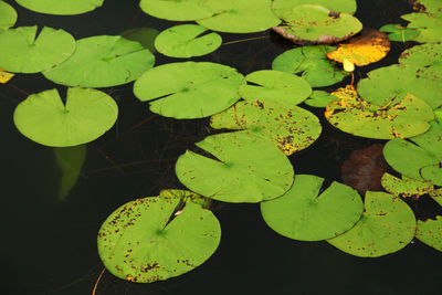 High angle view of leaves floating on water