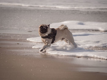 Dog running on beach