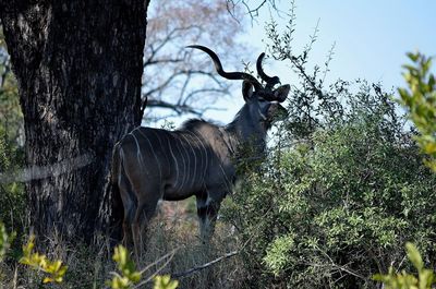 Kudu by tree at kruger national park