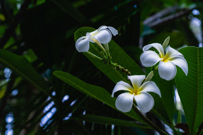 Close-up of white flowering plant