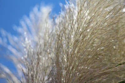 Close-up of wheat against sky