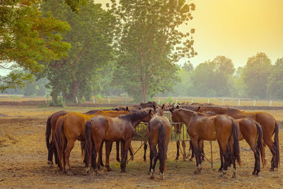 Horse grazing on field